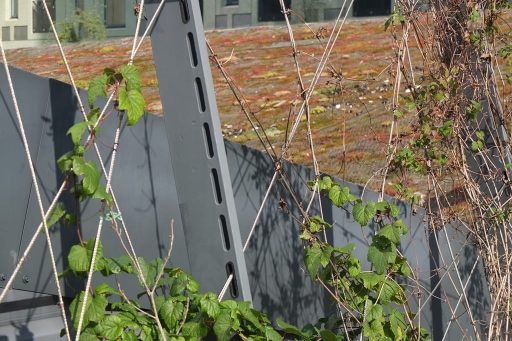 Ichtushof Rotterdam spankabels met slingerplanten