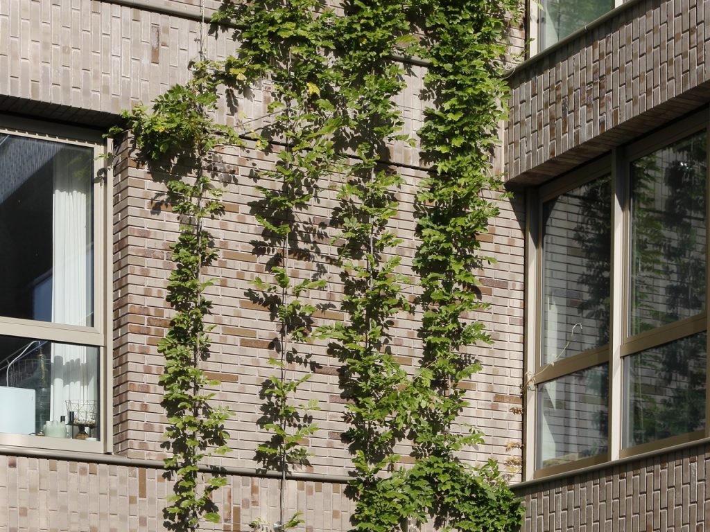 Overhoeks Amsterdam - klimhulpsystemen voor groene gevels - Carl Stahl Green Walls