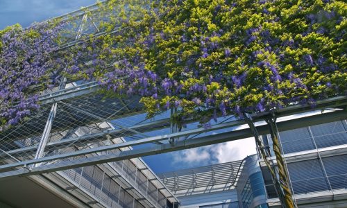 Wisteria met spankabels en kabelnetten natuurscherm
